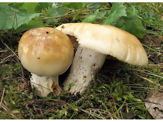 Мицелий Сыроежки миндальной / Сыроежка лавровишневая (Russula laurocerasi)